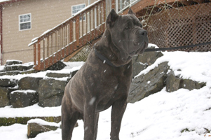 Old World's One Last Vandal